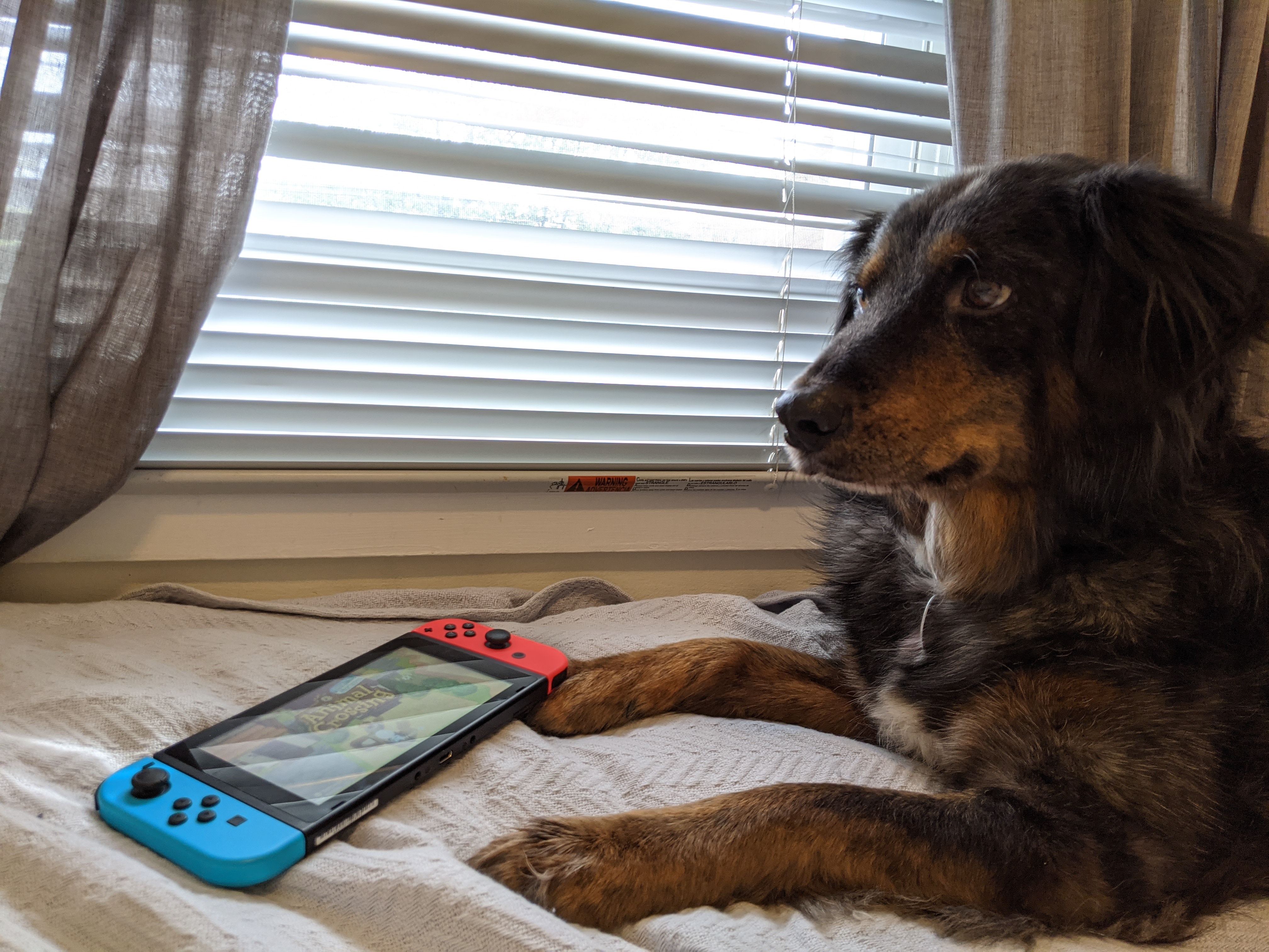 My dog, Reed, playing Animal Crossing New Horizons